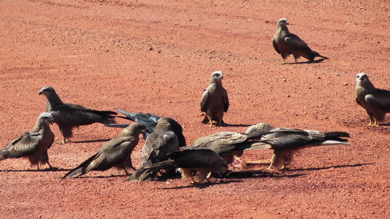 Keilschwanzadler an Kängurukadaver